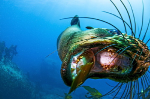 ~ What Time IS It? Its Play Time! ~

A Cape Fur Seal ha... by Geo Cloete 